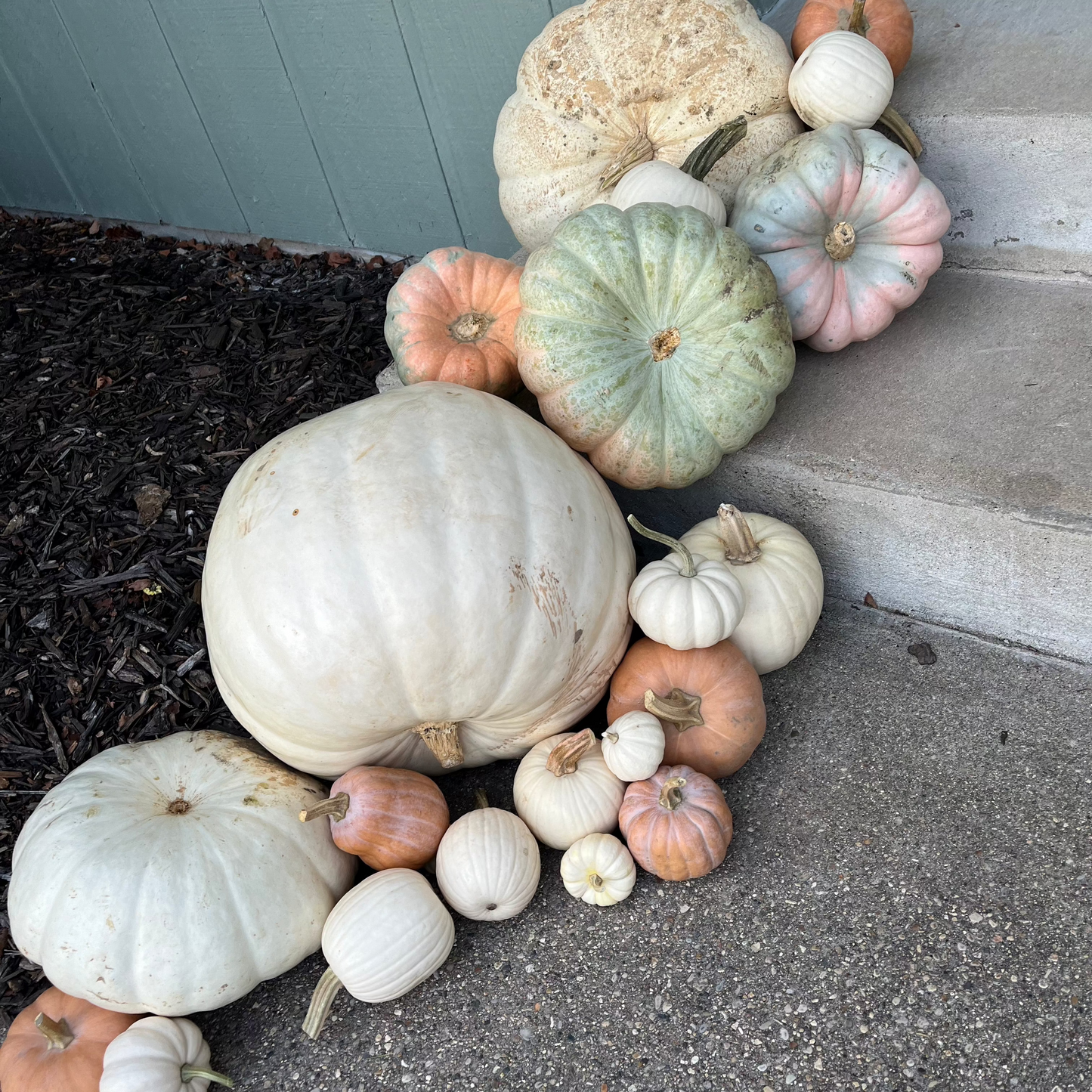 Mammoth Pumpkin - Package Add On
