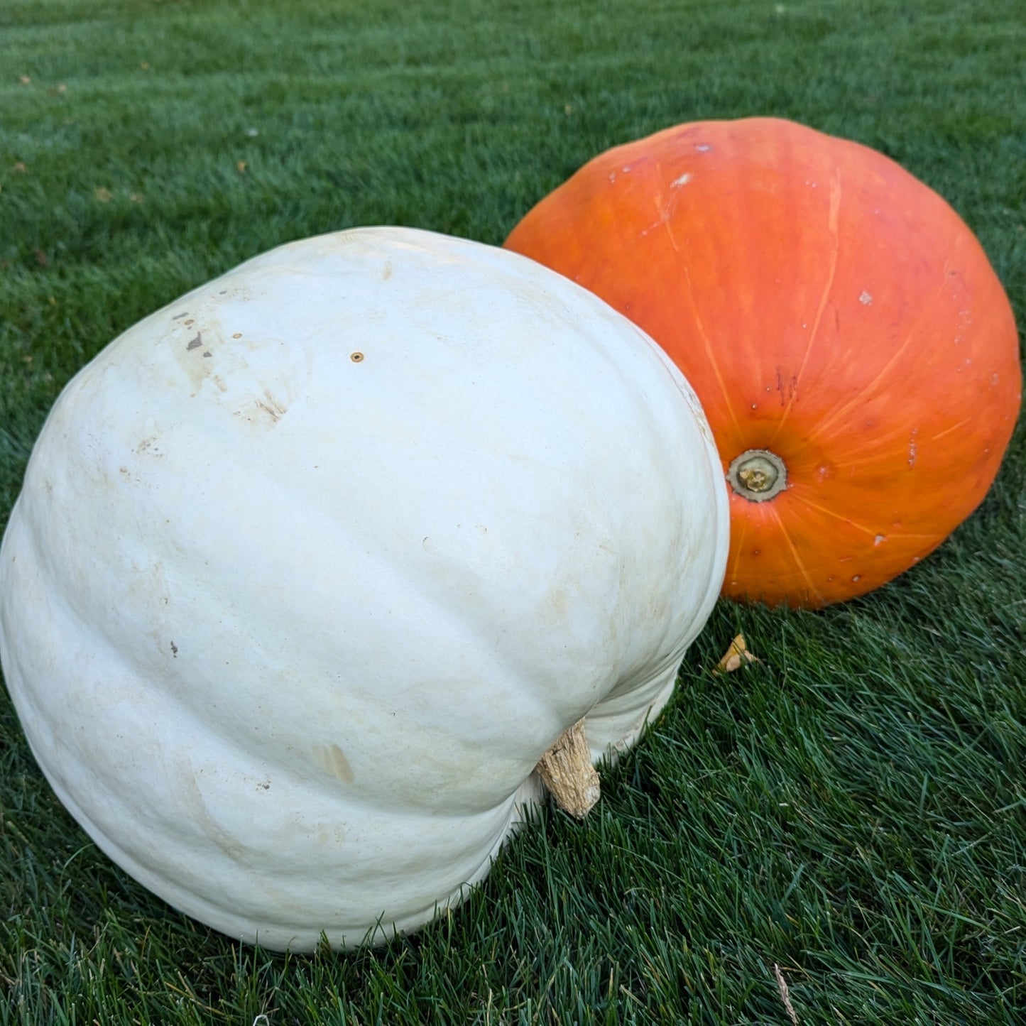 Mammoth Pumpkin - Package Add On