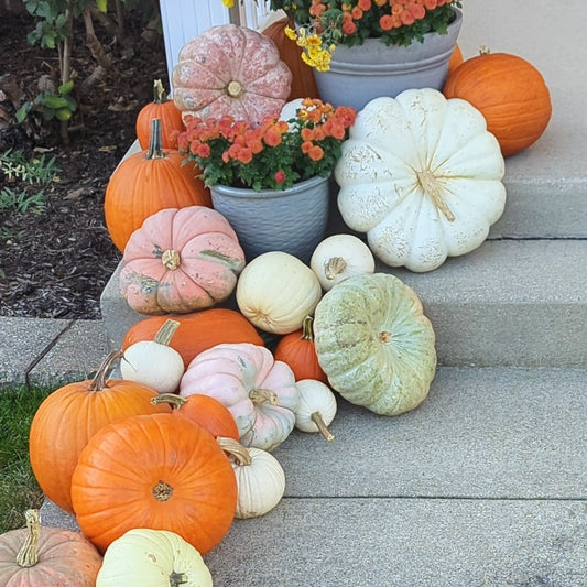 White, green, pink, and orange pumpkins cascading down stairs. Orange mums in grey pots intermixed with the pumpkins.
