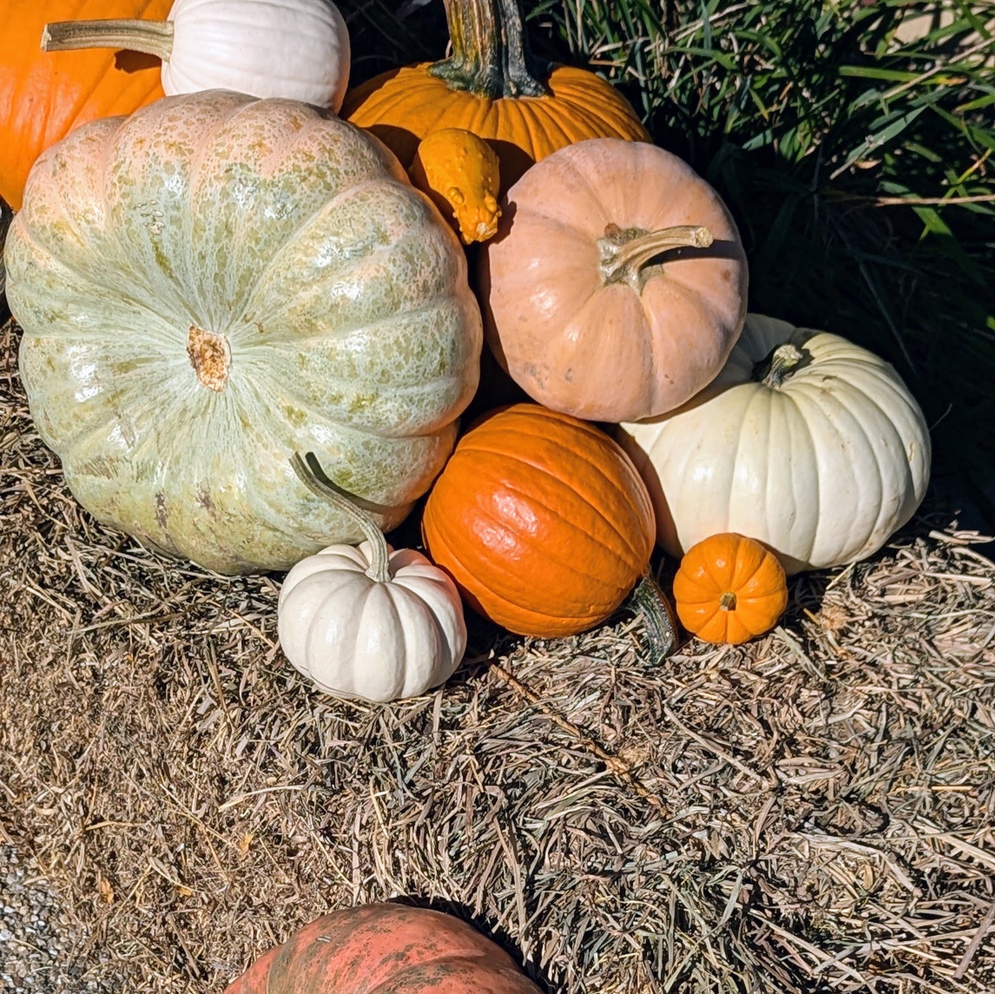 Pumpkin Spice Package