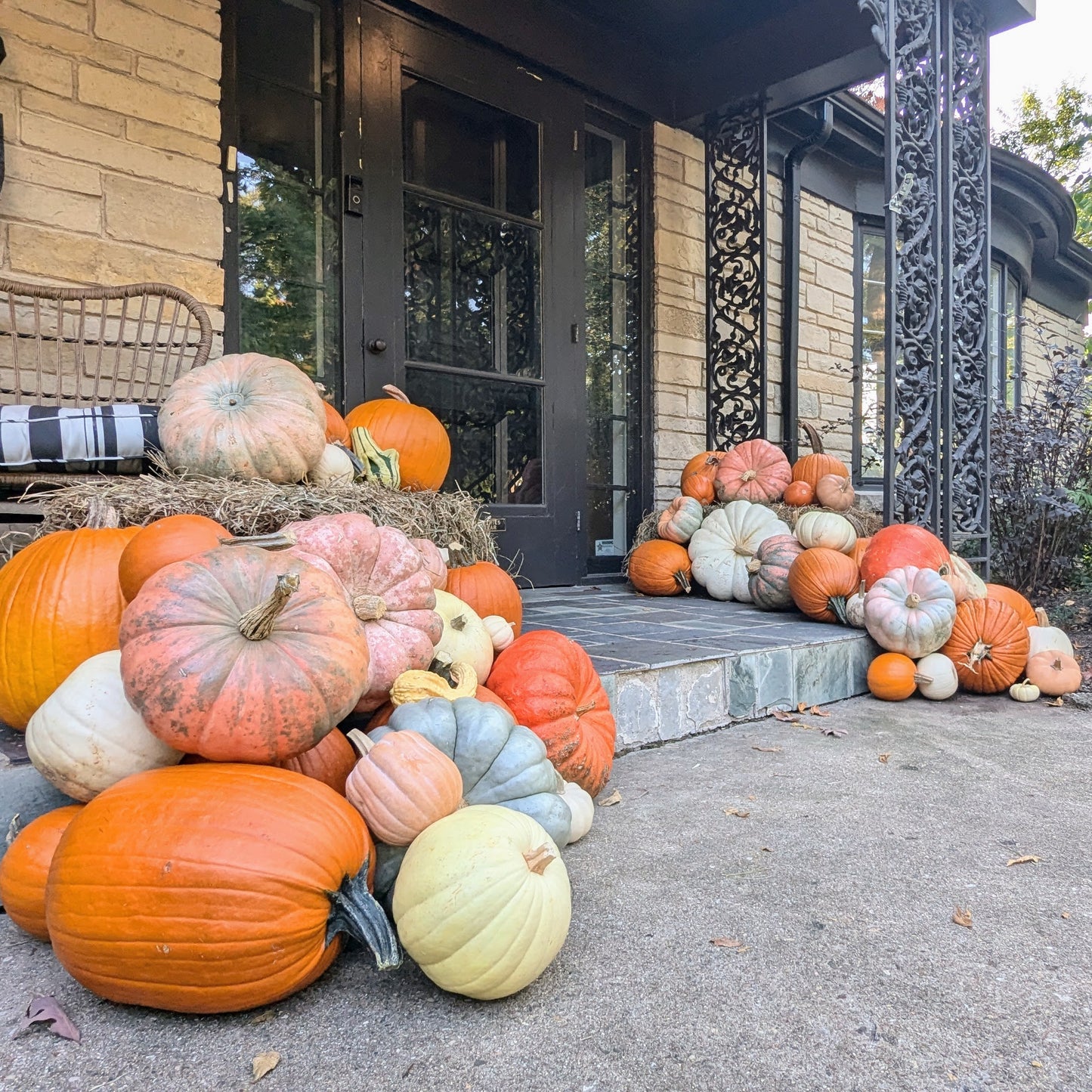 Pumpkin Showcase Package