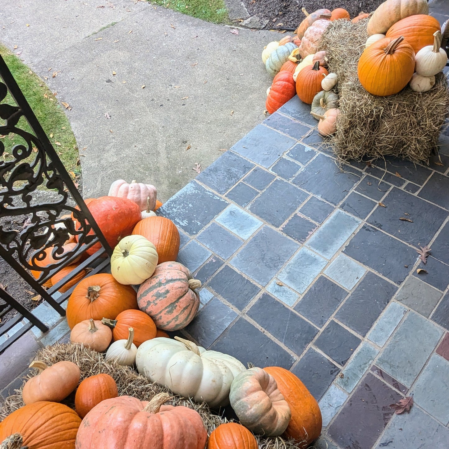 Pumpkin Showcase Package