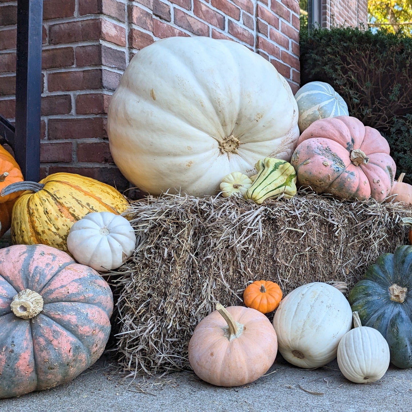 Mammoth Pumpkin - Package Add On