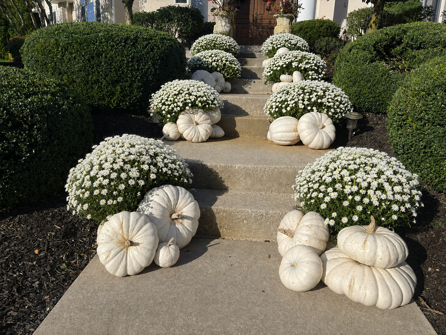 White pumpkins and white mums arranged on a stone pathway leading up a set of stairs, with trimmed green hedges on both sides.