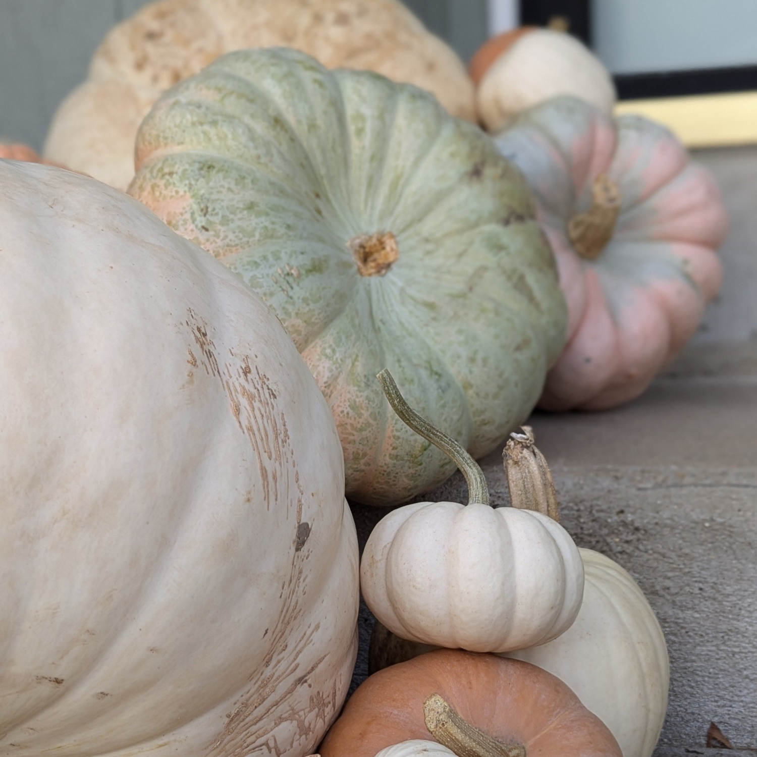 A close up of assorted heirloom pumpkins including soft green, white, and orange on a stone surface.