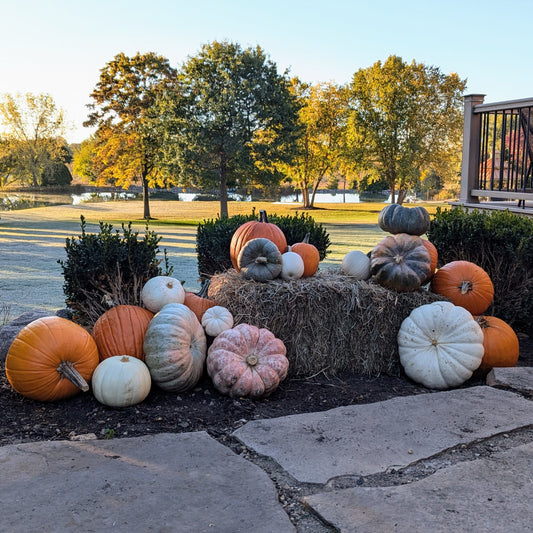 A stray bale with an assortment of pumpkins placed around and on it. Set on top on mulch with trees and a pond in the background.
