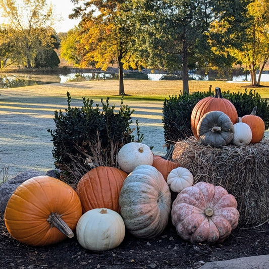 pumpkins on a hay bale in front of a pond and grassy meadow