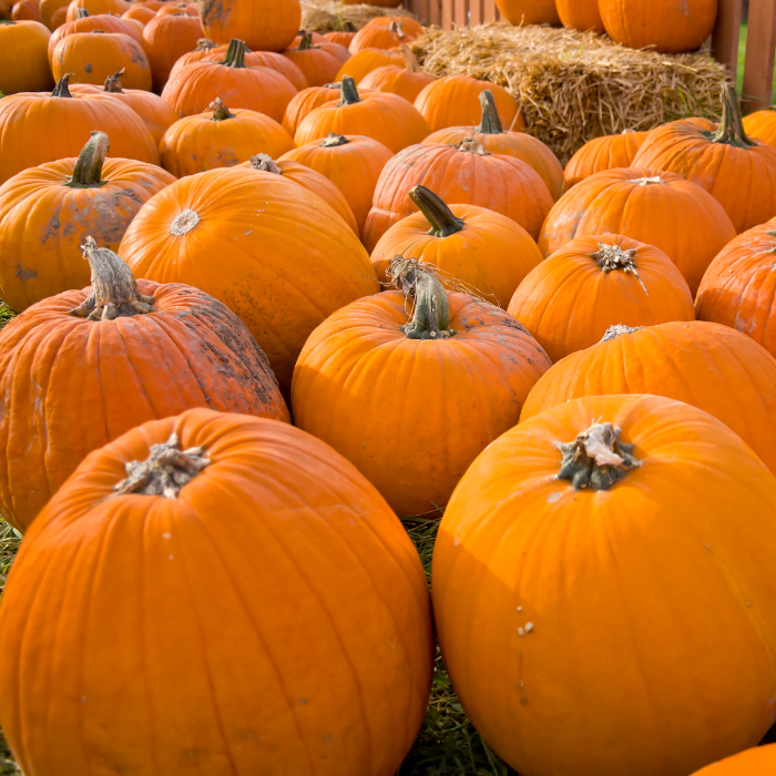 a large group of orange pumpkins on the ground. Some pumpkins include a stem with some pumpkins having a small stem.